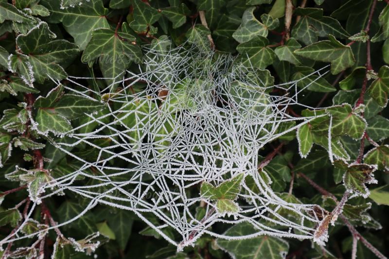 Spinnennetz angefroren