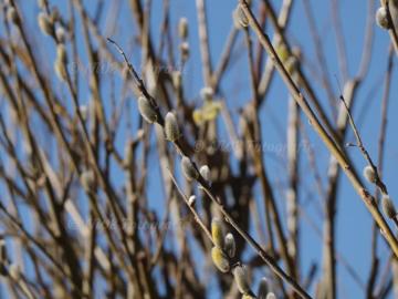 Palmkätzchen