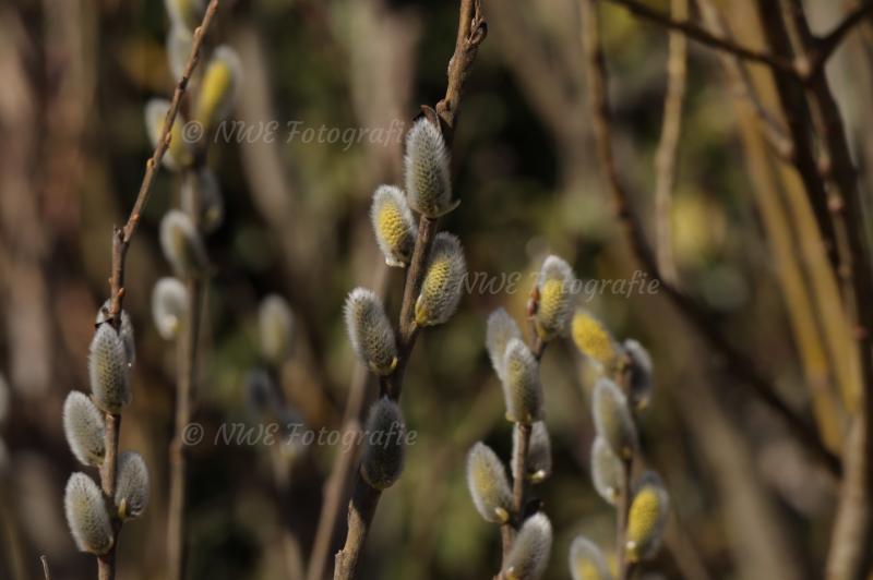 Palmkätzchen