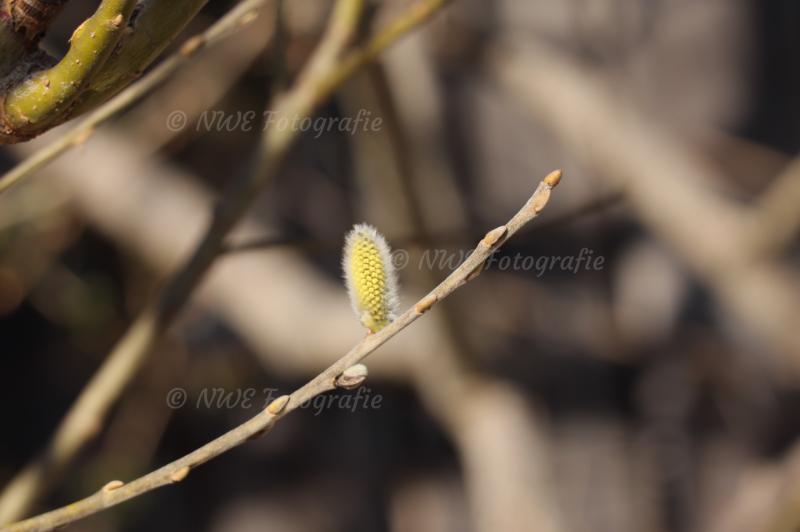 Palmkätzchen