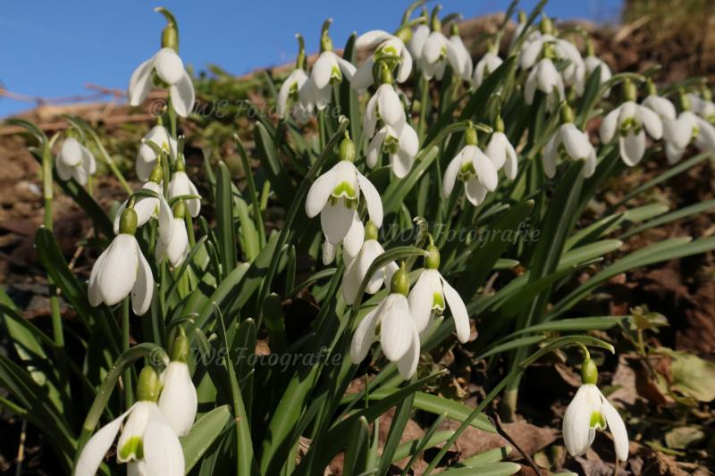 Schneeglöckchen