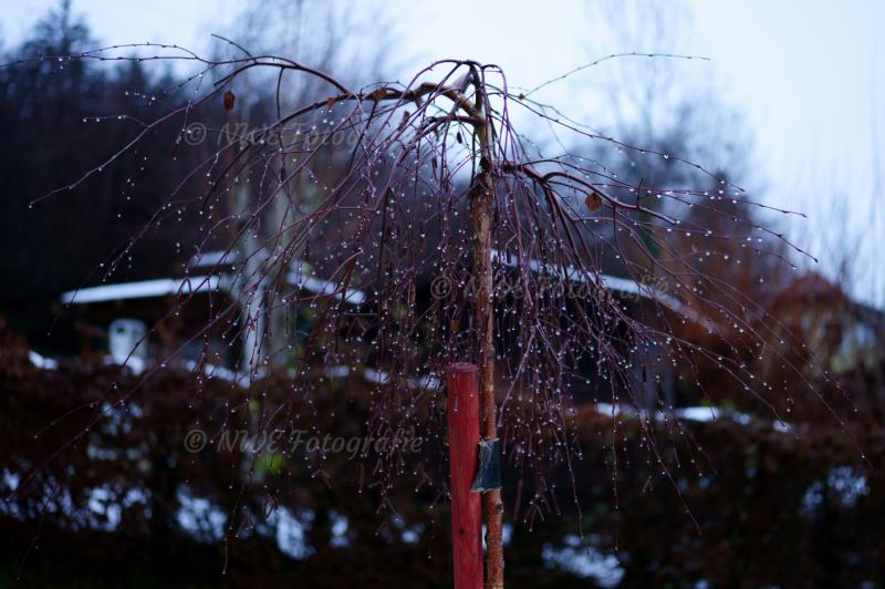 Regentropfen auf Ästen