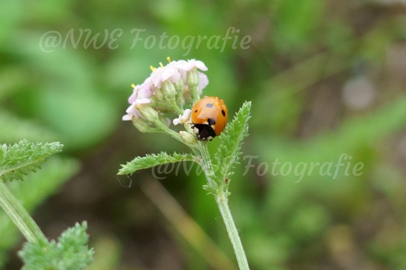 Marienkäfer auf Schafgarbe