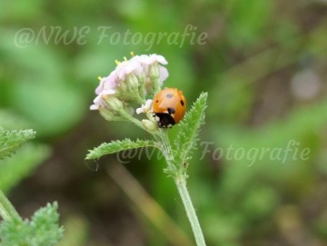 Marienkäfer auf Schafgarbe
